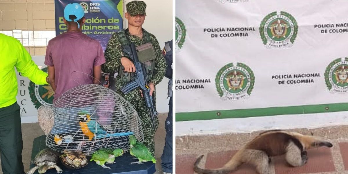 cortesía