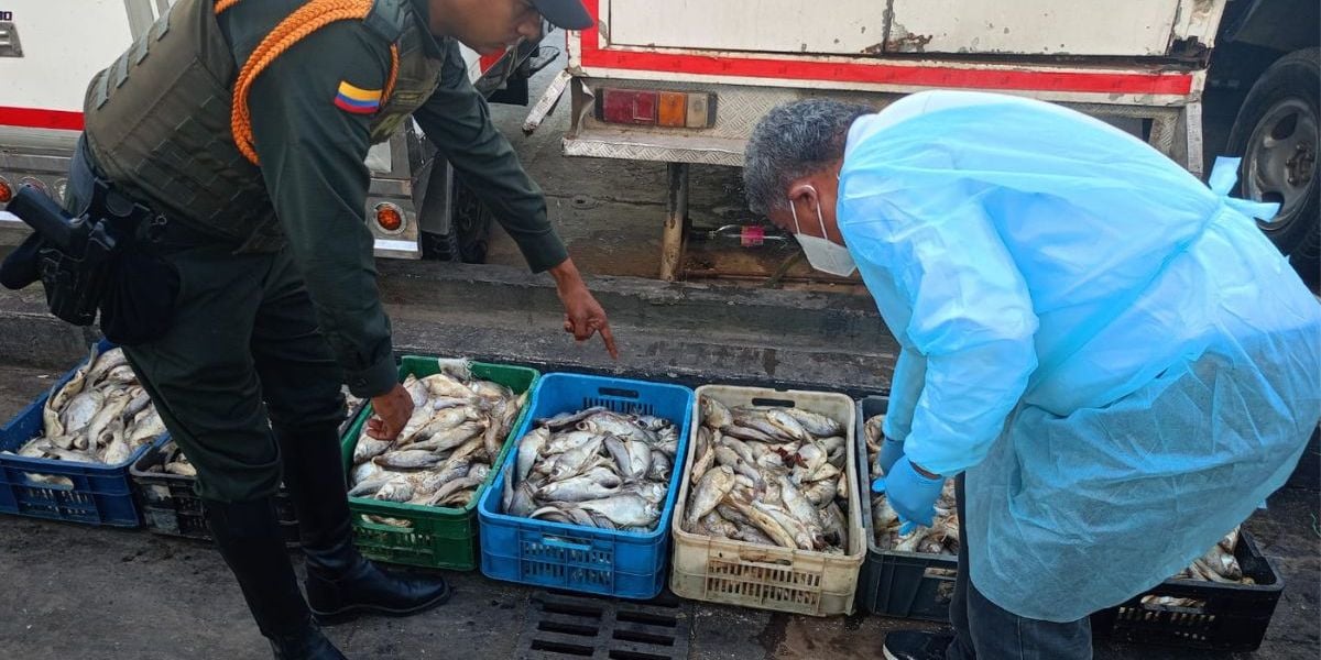 Cortesía Incautación de pescado en mal estado.