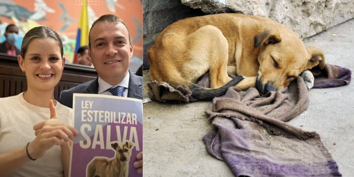Cortesía Proyecto de esterilización nacional es una realidad