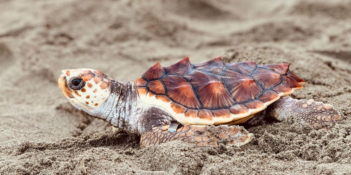 Cortesía. 29 tortugas en liberación
