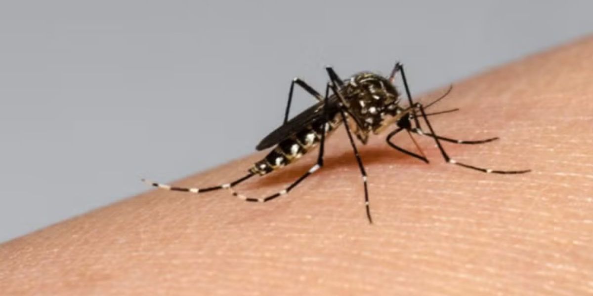 Cortesía Mosquitos dengue