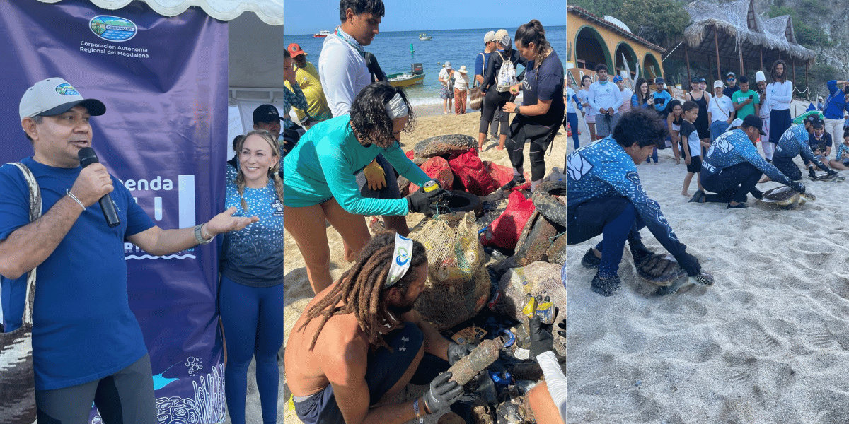 Corpamag Jornada de limpieza submarina y liberación de tortugas en Playa Blanca