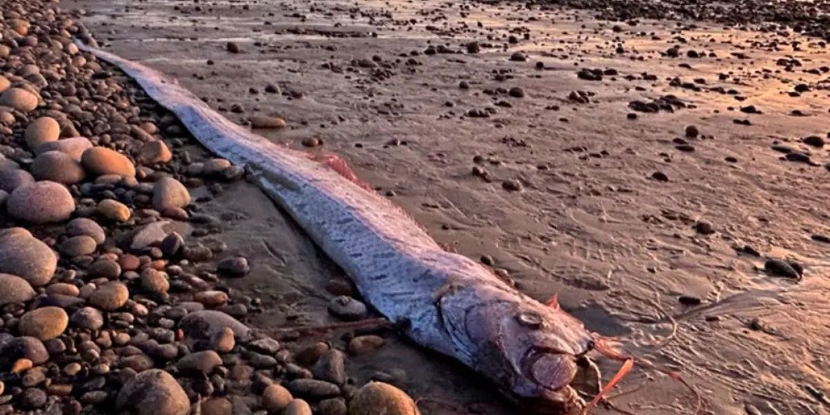 seguimiento. Aunque algunas creencias lo vinculan con terremotos, expertos descartan cualquier relación científica y apuntan a factores ambientales como posible causa de su aparición en aguas superficiales.