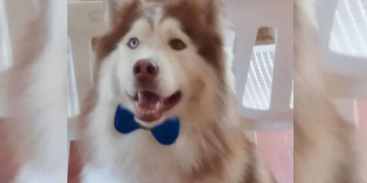 Cortesía Perro que perdió la vida