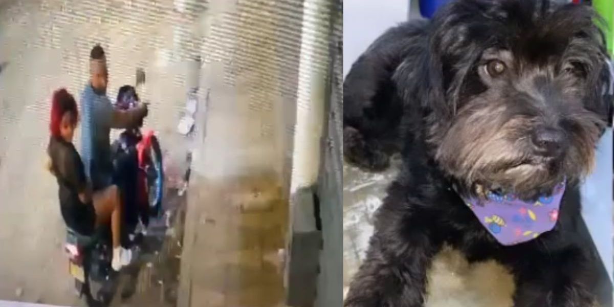 Cortesía Presunto robo de mascota.
