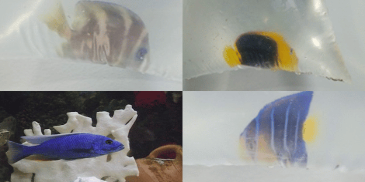 Cae red que traficaba corales y peces exóticos desde Taganga hacia EE. UU. y Perú