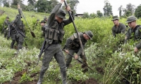 Más de 2.000 hombres de la Fuerza Pública adelantan la erradicación forzada de matas de coca en Tumaco.