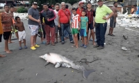 Un delfín muerto y en avanzado estado de descomposición fue detectado este miércoles cerca del muelle de Puerto Colombia.