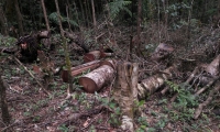 La tala indiscriminada afecta el cambio climático.