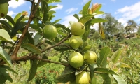 En objetivo principal de la entidad es mejorar la condición fitosanitaria del cultivo y proteger los polinizadores con prácticas agronómicas responsables. 