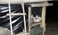 La Jaula de conejos donde fue encerrado el niño de 8 años.  