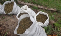 709 kilogramos de marihuana incautada. 