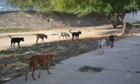 En Santa Marta, los perros callejeros no cuentan con una política que les permita reintegrarse a un hogar.