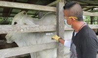 El Instituto Colombiano Agropecuario, ICA, estableció la obligatoriedad de la vacunación contra la rabia de origen silvestre en 13 municipios del departamento del Cesar.