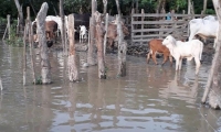 Aspecto de las inundaciones en San Marcos (Sucre).