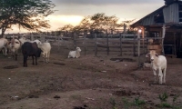 Predios recuperados en Sabanas de San Ángel, Magdalena.