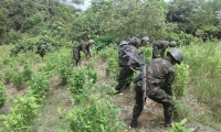 Hombres del Ejército durante la jornada de hectáreas de cultivos ilícitos. 