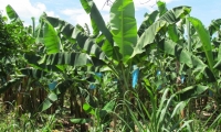 El permiso otorgado a Frutesa es para la ampliación de cultivos de banano.