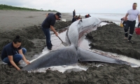 Ballena que había encallado en playas de Tumaco. 