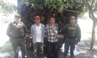 Capturados por tala y transporte de madera ilegal