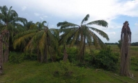 Cultivos de palma afectados por la plaga de pudrición del cogollo