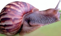 El caracol africano es una de las especies invasoras de Colombia.