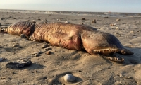 Foto del animal marino que tocó playa por el huracán Harvey. 