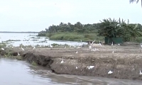 Las aves han retornado a la Ciénaga con la apertura de la embocadura del caño clarín viejo.