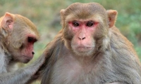 Macacos Rhesus