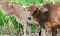 El pasado 1 de octubre se detectó un brote de fiebre aftosa en zona rural de Boyacá. 