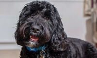 Marley, perro al que le mutilaron la lengua en un corte de pelo