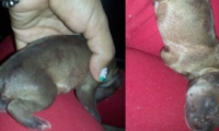 El cachorro fue auxiliado por un taxista, que notó que se movía; posteriormente, lo llevó a casa y le improvisó una incubadora.