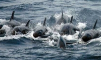 una familia de 20 orcas negras visitó El Rodadero.