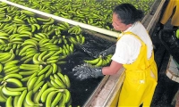 El Magdalena es uno de los departamentos 'punta de lanza' en la exportación de banano.