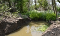 Mangle de la Ciénaga Grande.