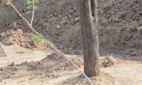 Foto en la que aparece camuflado el leopardo.