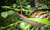 Caracol Africano