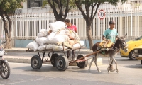Vehículos de tracción animal en Santa Marta 
