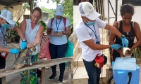 Jornada de vacunación de animales.