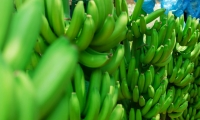 El cultivo de banano será uno de los temas más importantes en Expoagrosavia 2019