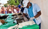 Jornada de esterilización a caninos y felinos en Santa Marta