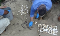 Nacimiento de tortugas carey en el Parque Tayrona.