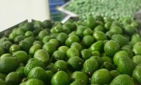 En Colombia se producen 148.429 toneladas de aguacate Hass.