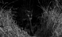 Leopardo negro captado en Kenia.