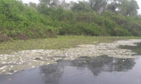 Mortandad de peces en la Ciénaga Grande de Santa Marta. 