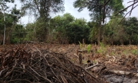 Tala y quema de árboles en la Ciénaga Grande de Santa Marta. 