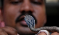 Hombre atacado por serpiente venenosa en la India
