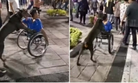 Perro causa emoción por ayudar a su amo en silla de ruedas a transportarse