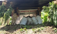Descubren centro de acopio de marihuana