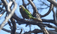 Periquito serrano, una de las especies de aves endémicas en el Magdalena. 